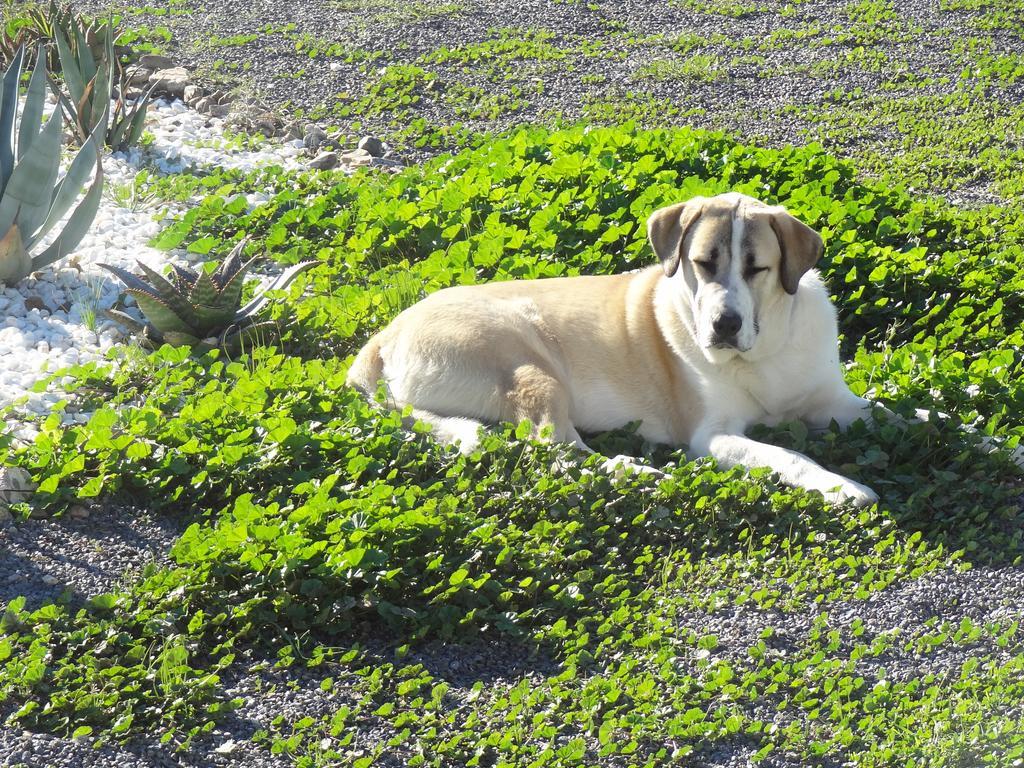 Cortijo Oro Verde B&B Tabernas Exteriör bild